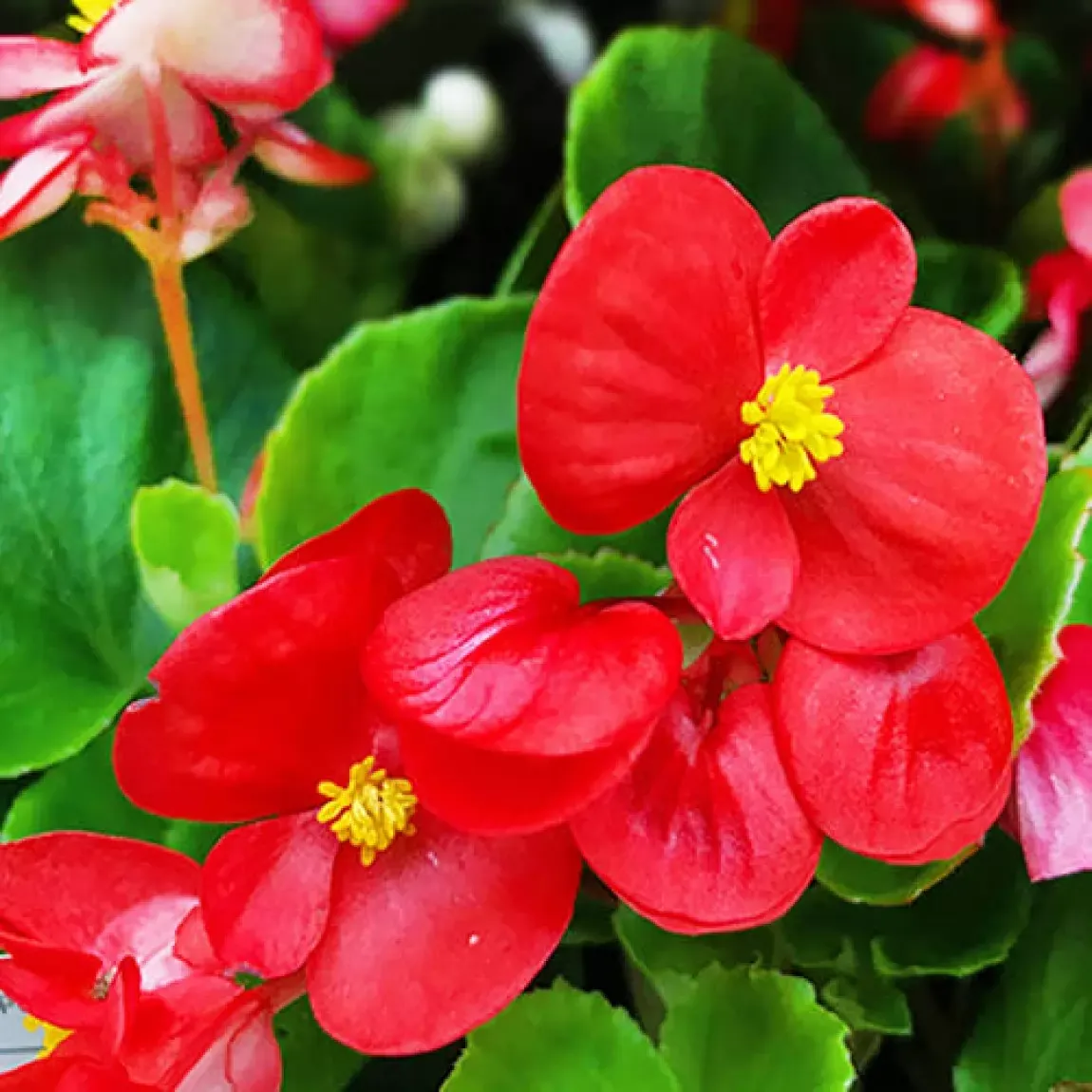 🌸Догляд за бегонією вічноквітучою