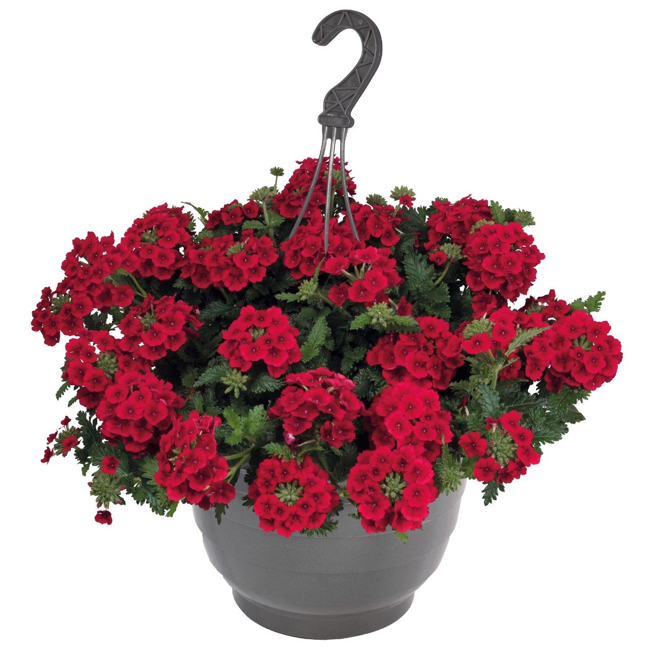 Вербена Empress Sun Red - фото 2