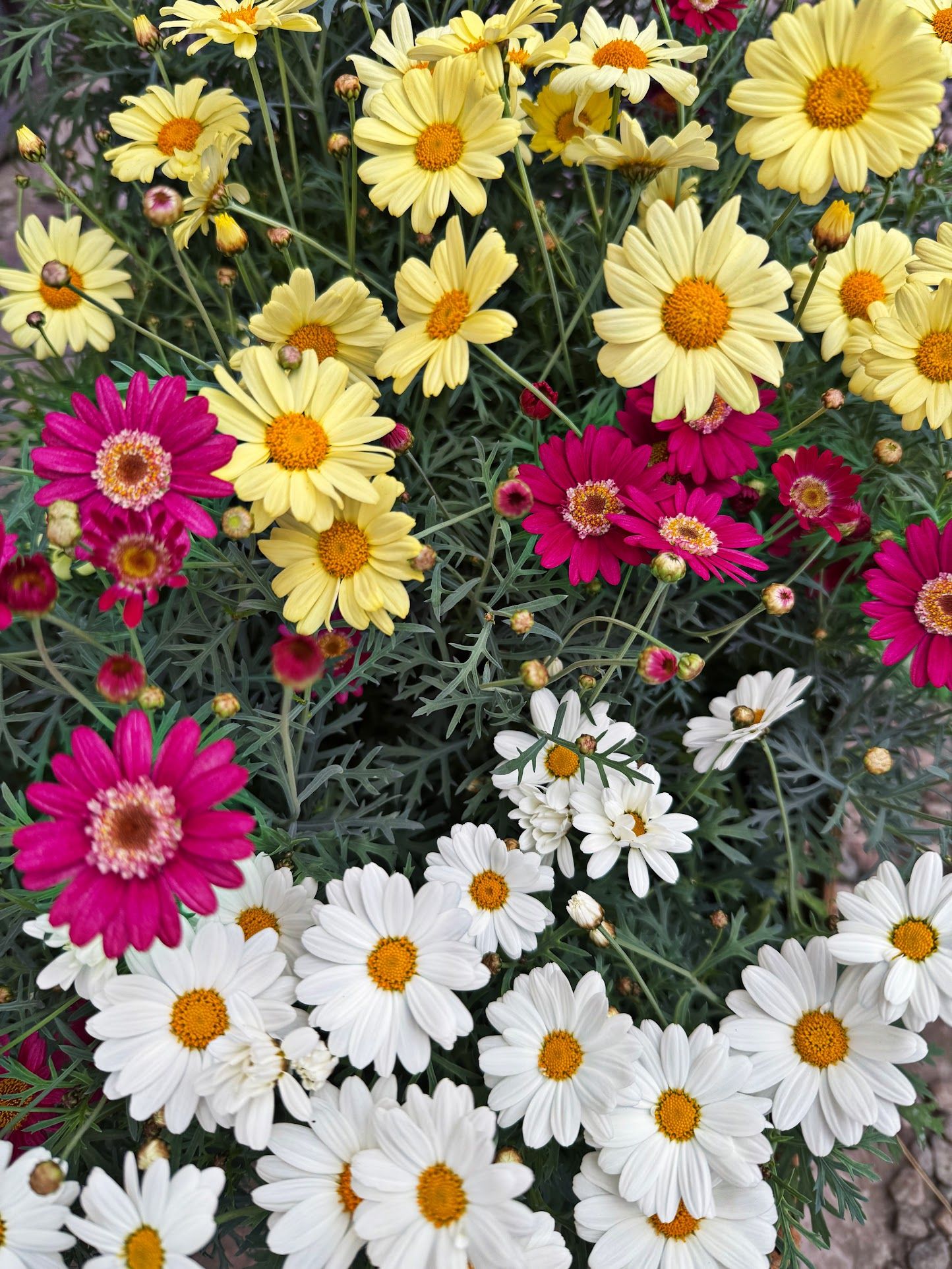 Аргирантемум