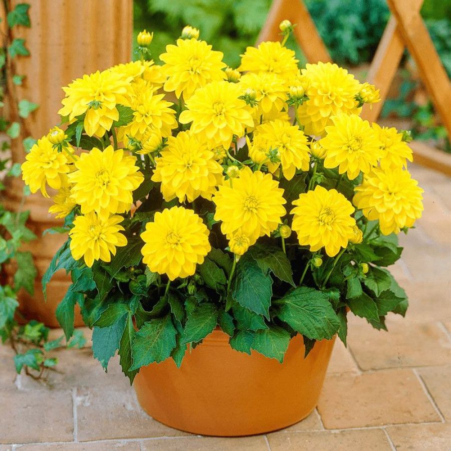 🌸Догляд за низькорослою (бордюрна) жоржиною