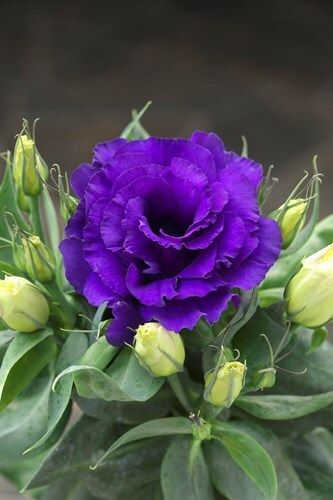 🌸 Догляд за еустомою низькорослою