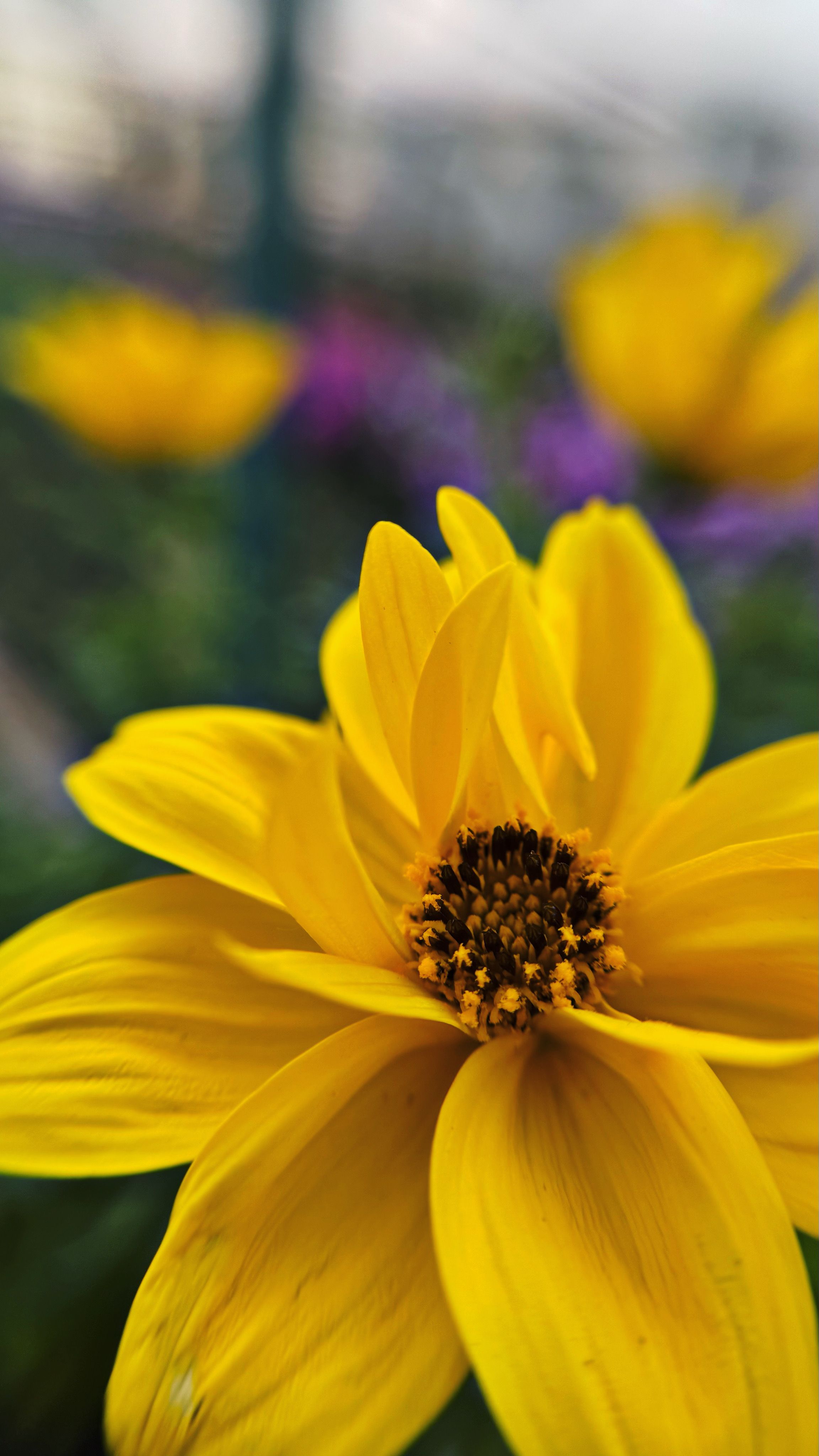 🪴Догляд за біденсом 