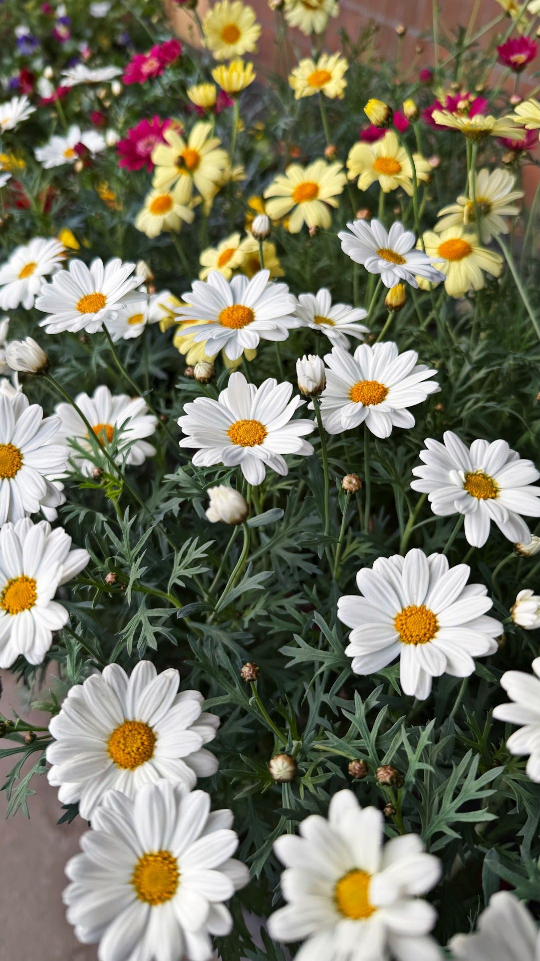 🌸 Догляд за аргірантемум