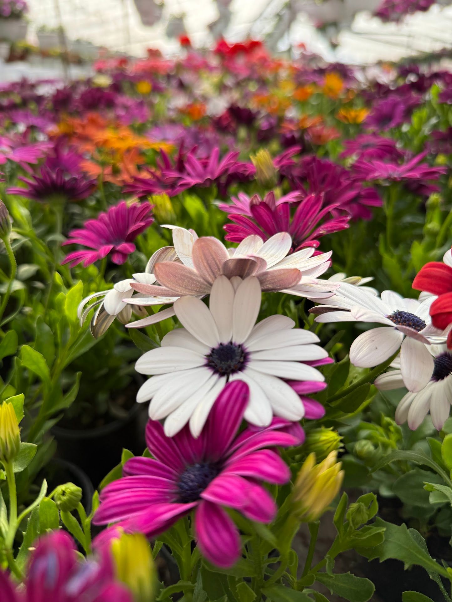 Остеоспермум