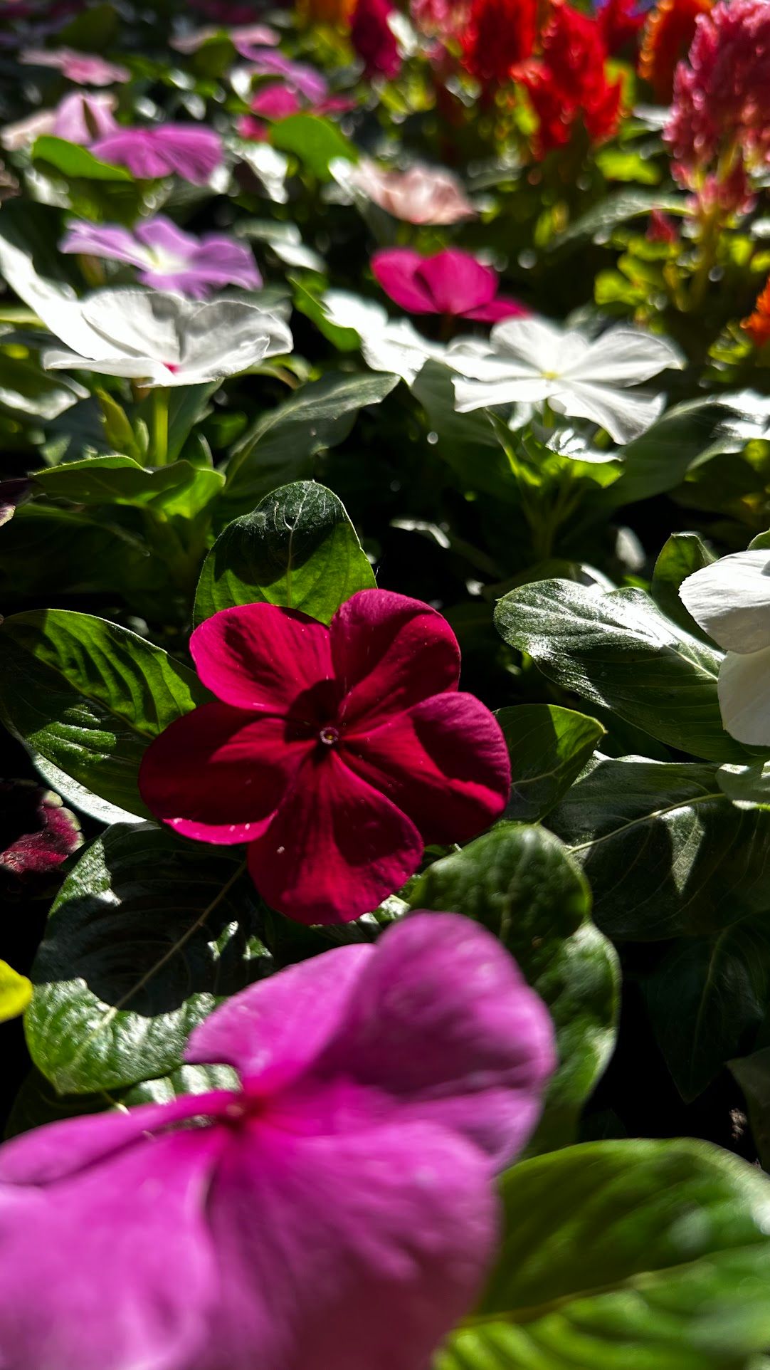 Катарантус