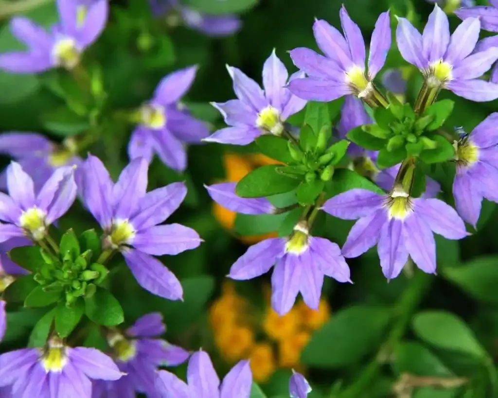 🌸Догляд за сцеволою