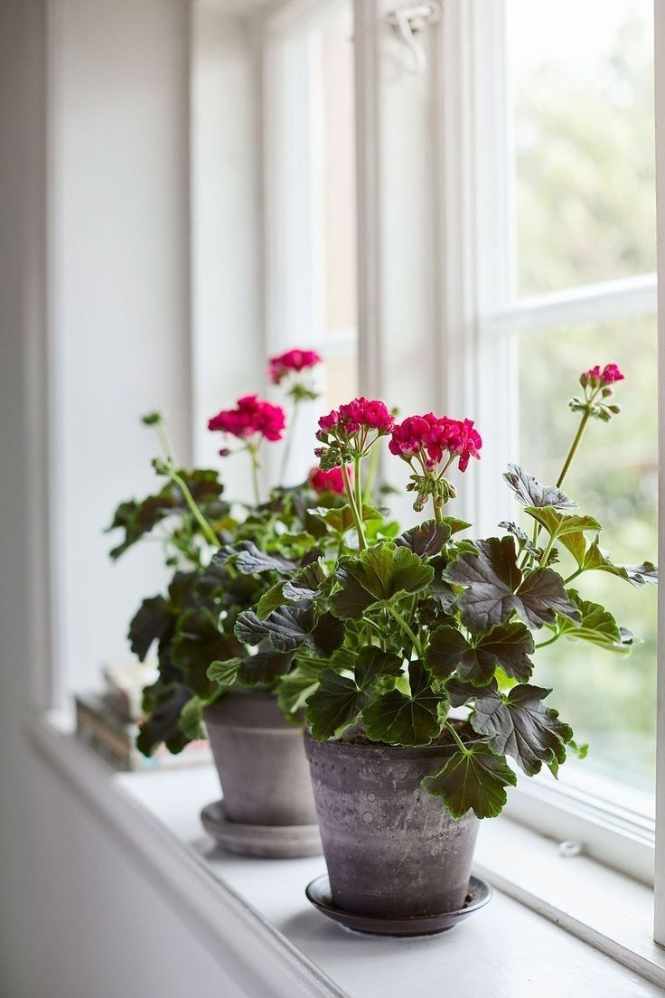 🌿 Догляд за пеларгонією вдома (на підвіконні)
