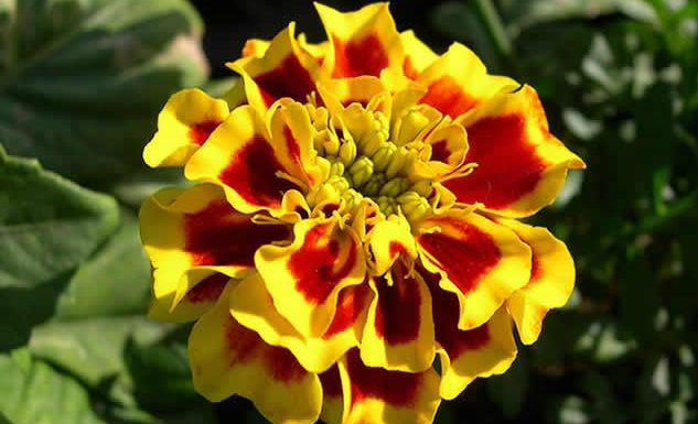 🌸Догляд за чорнобривцями