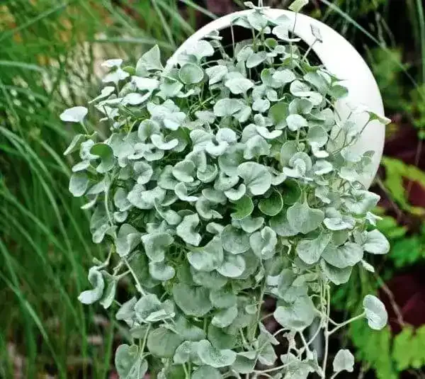 Догляд за діхондрою 