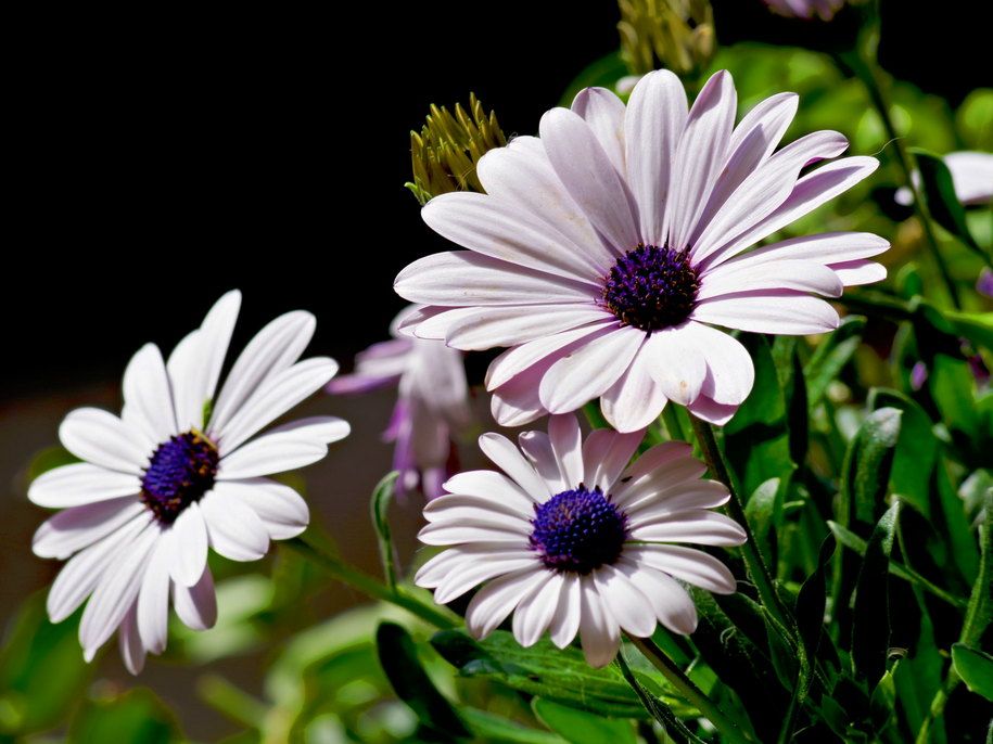 🌸Догляд за африканською ромашкою(Остеоспермум)