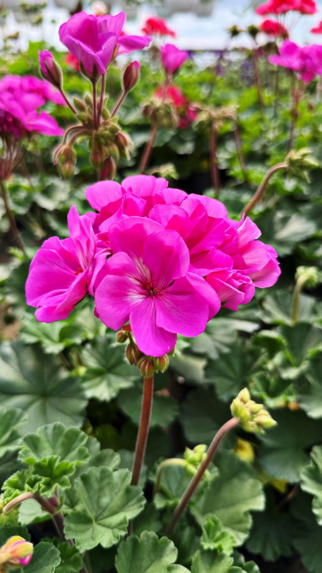 Пеларгонія