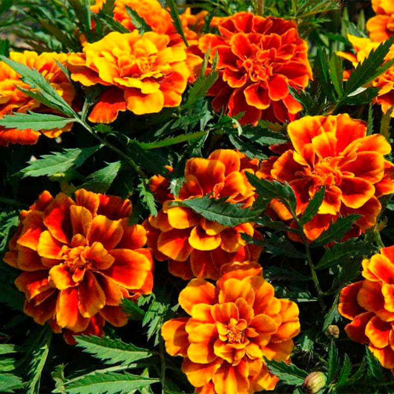 Чорнобривці