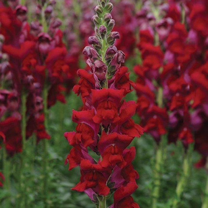 🪴Догляд за ротиками (антиринумом)