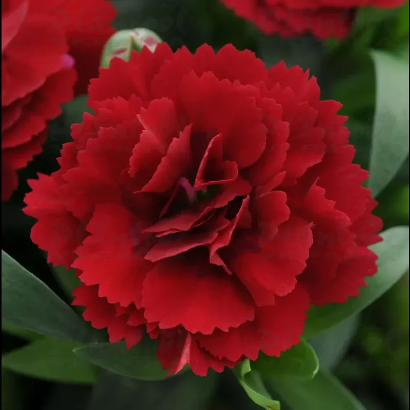 🌱Догляд за гвоздикою багаторічною