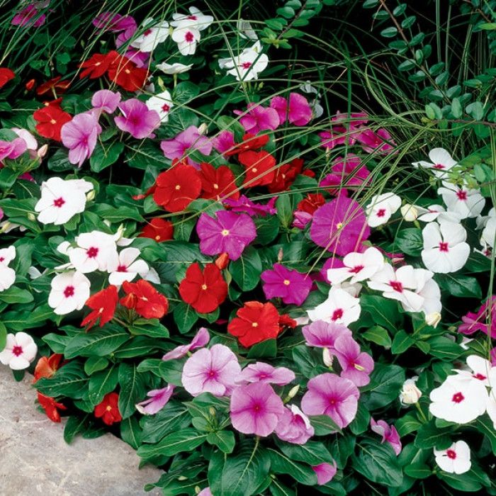 🌸Догляд за катарантусом