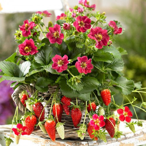 Догляд за полуницею Tristan vs Toscana