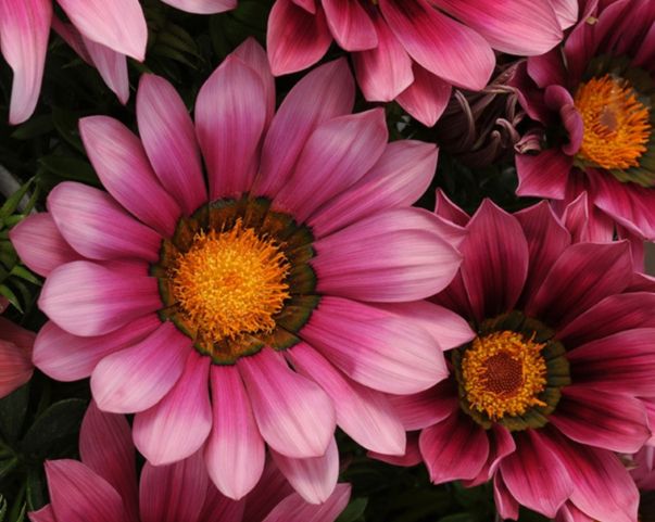 🌸Газанія — догляд